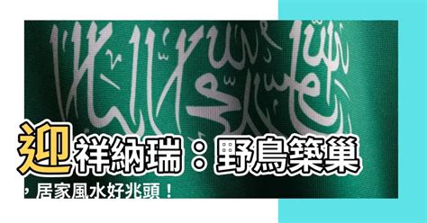 鳥 築 巢 吉兆|【鳥築巢吉兆】迎祥納瑞：野鳥築巢，居家風水好兆。